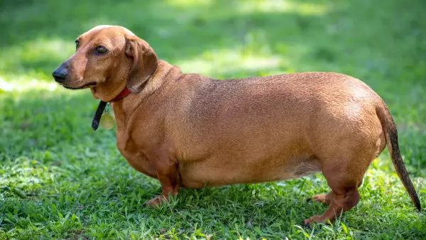 Uno de cada tres perros tiene sobrepeso u obesidad en Chile Especialistas advierten que el exceso de peso puede provocar enfermedades articulares, diabetes y una menor calidad de vida en las mascotas.