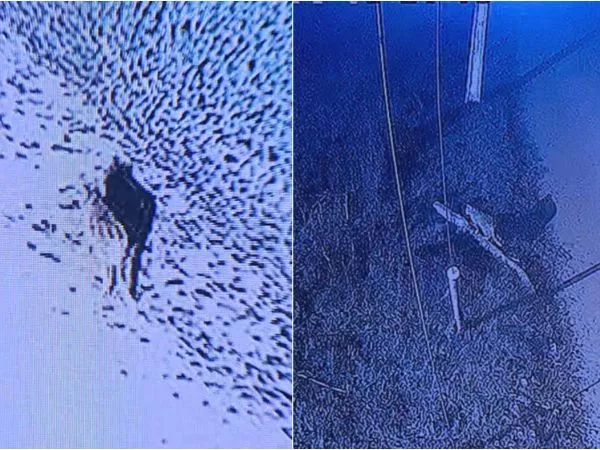 Avistamiento de puma en Paine