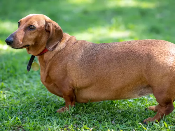 perro obeso