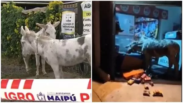 Insólito en Maipú: dos burros escaparon, entraron a un almacén y comieron productos del local Tras varios esfuerzos, se logró contactar a los dueños de los animales. Desde el municipio aseveraron que los responsables arriesgan multas por Ley de Tenencia Responsable.