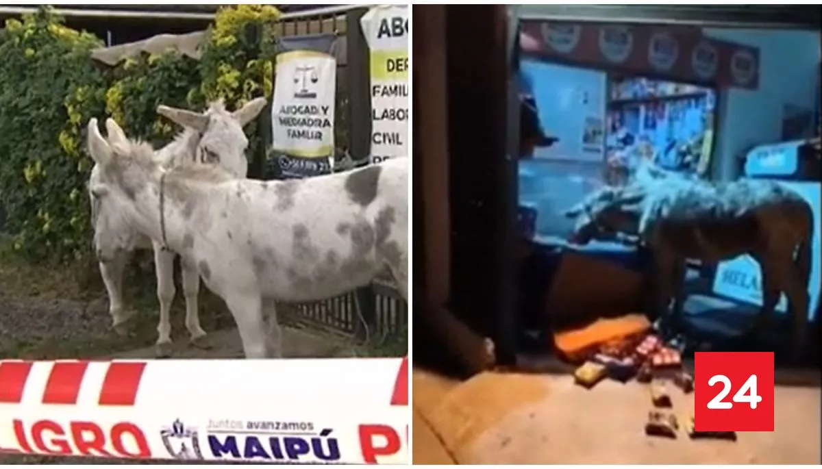 #Nacional 

Insólito en Maipú: dos burros escaparon, entraro