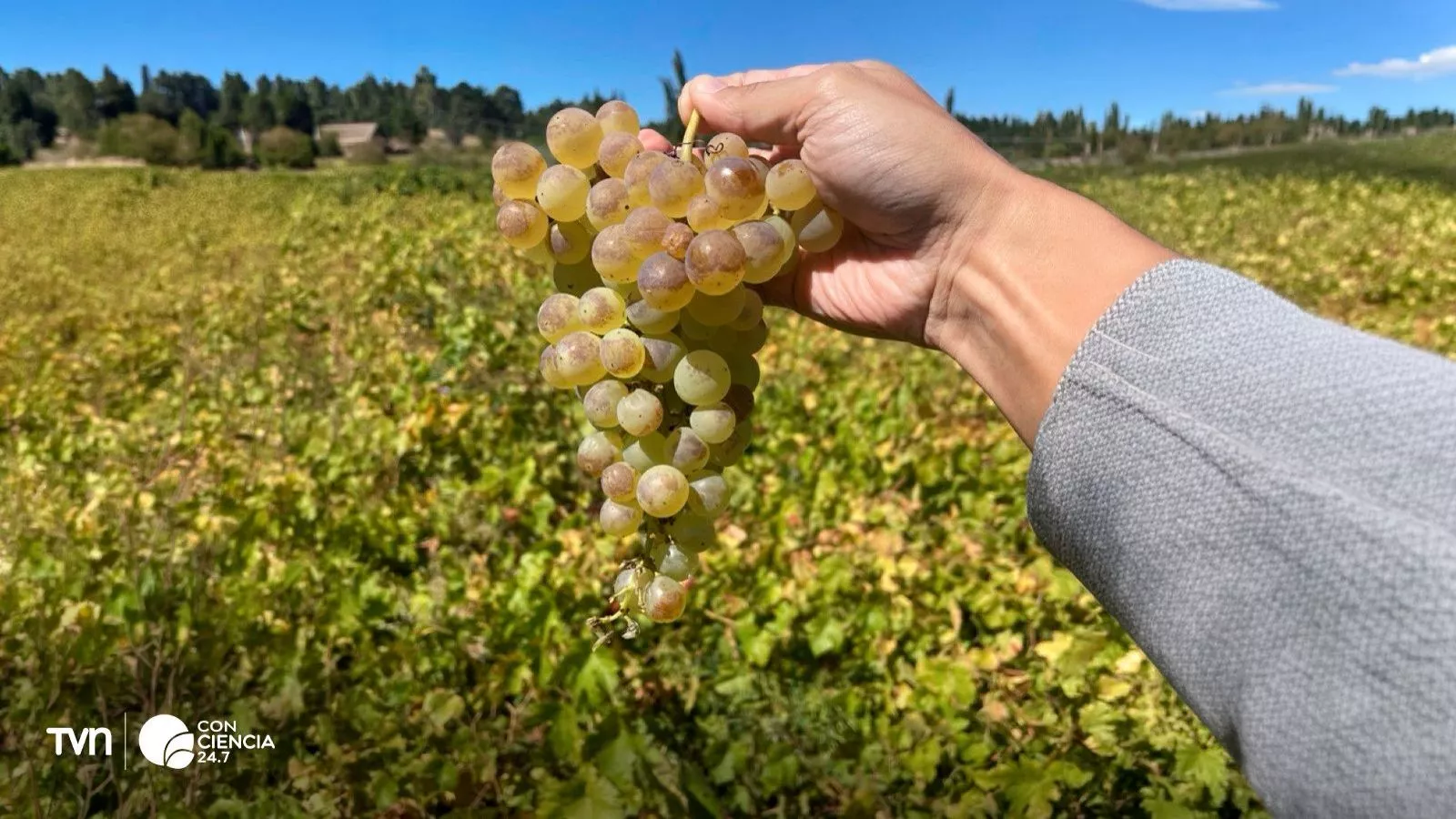 Viticultura chilena.