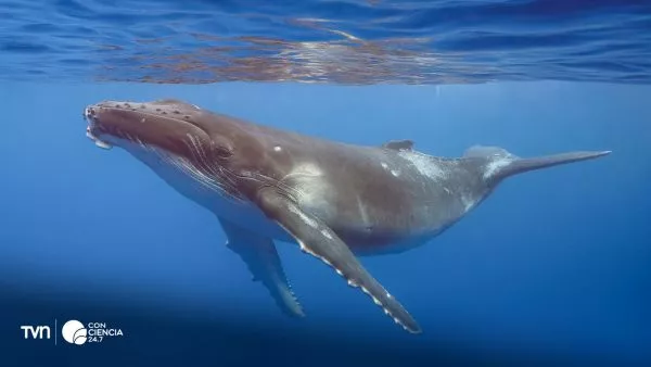 Ballena jorobada.