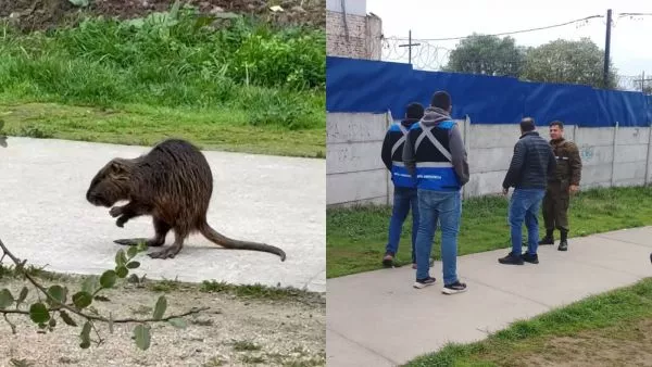 Carabineros rescata a coipo que era perseguido por una jauría de perros en Melipilla El ejemplar de fauna nativa fue protegido por personal policial y municipal en el sector de Chacra San Pedro, para luego ser devuelto a su hábitat natural tras verificar su estado de salud.