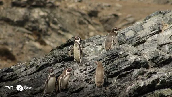 Pingüino de Humboldt.