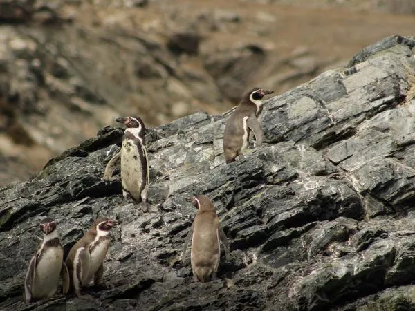 Pingüino de Humboldt.