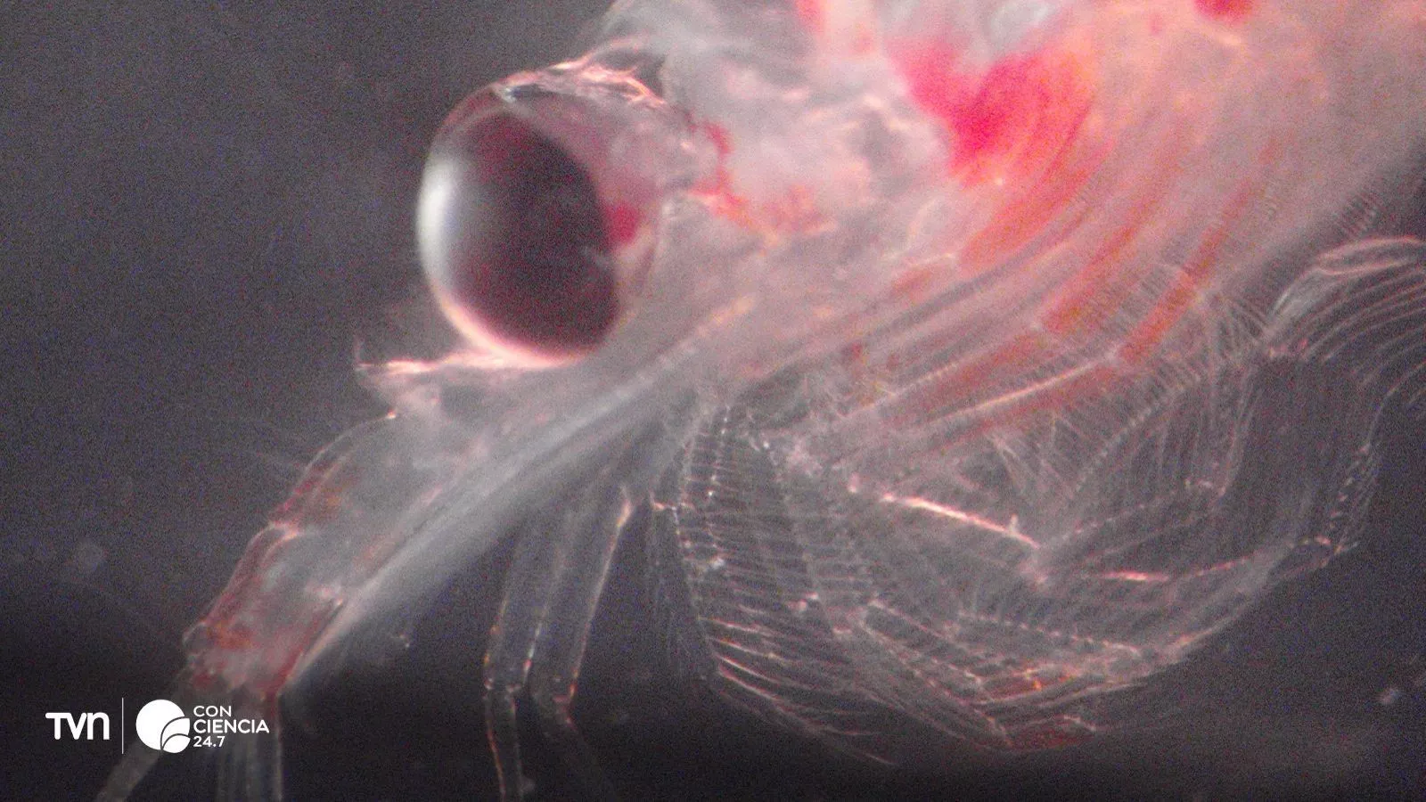 Krill.