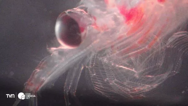 Krill.