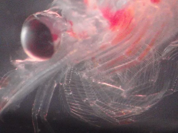 Krill.