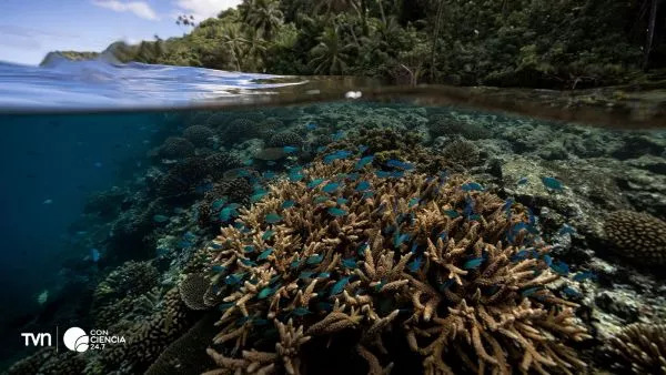 Hallan arrecifes de coral resistentes al cambio climático.