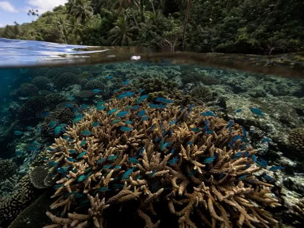 Hallan arrecifes de coral resistentes al cambio climático.