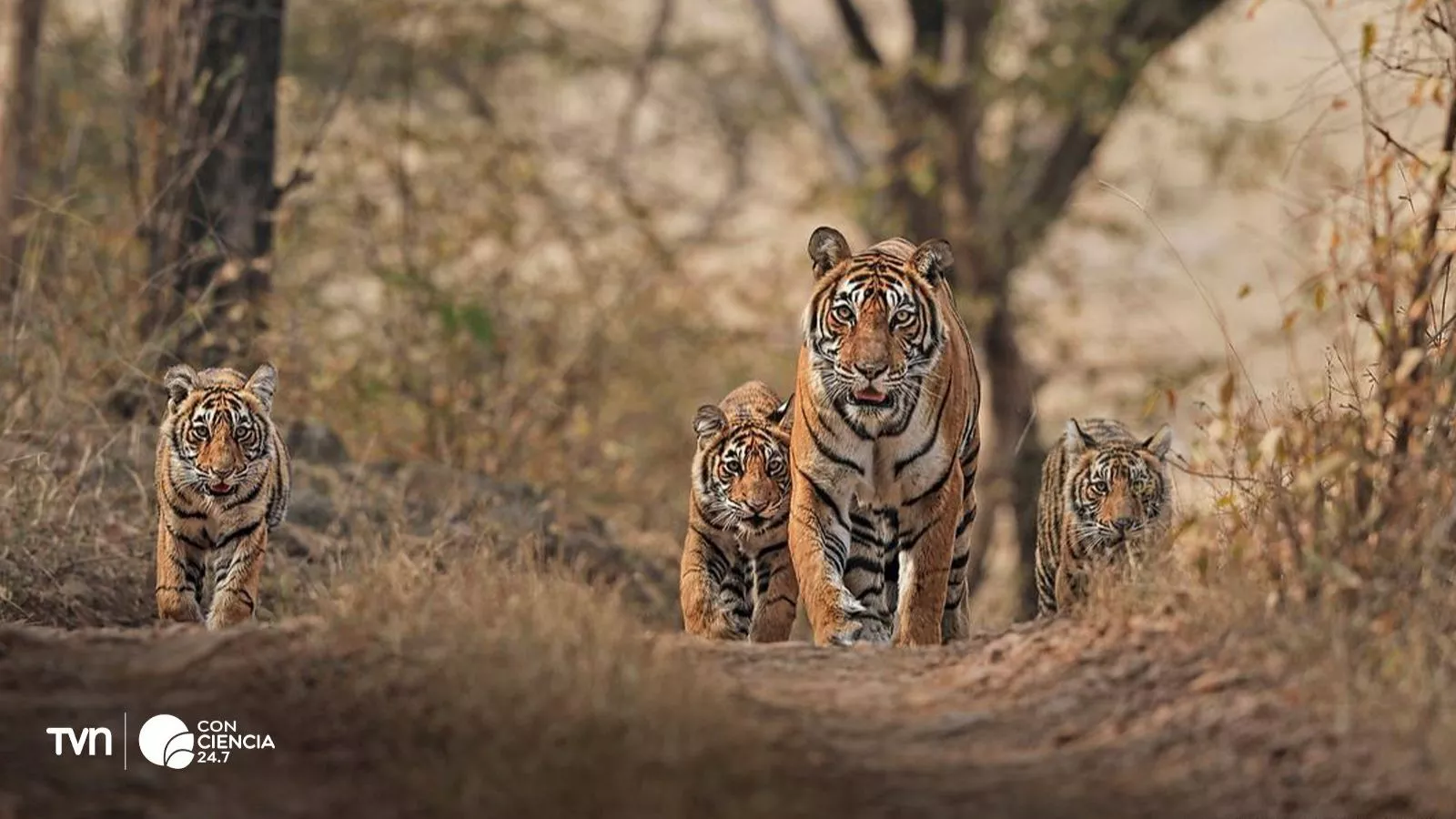 Tigres de Bengala en Nepal.