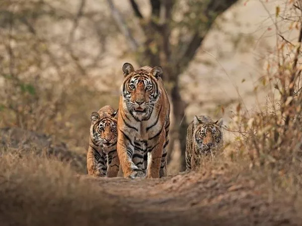 Tigres de Bengala en Nepal.