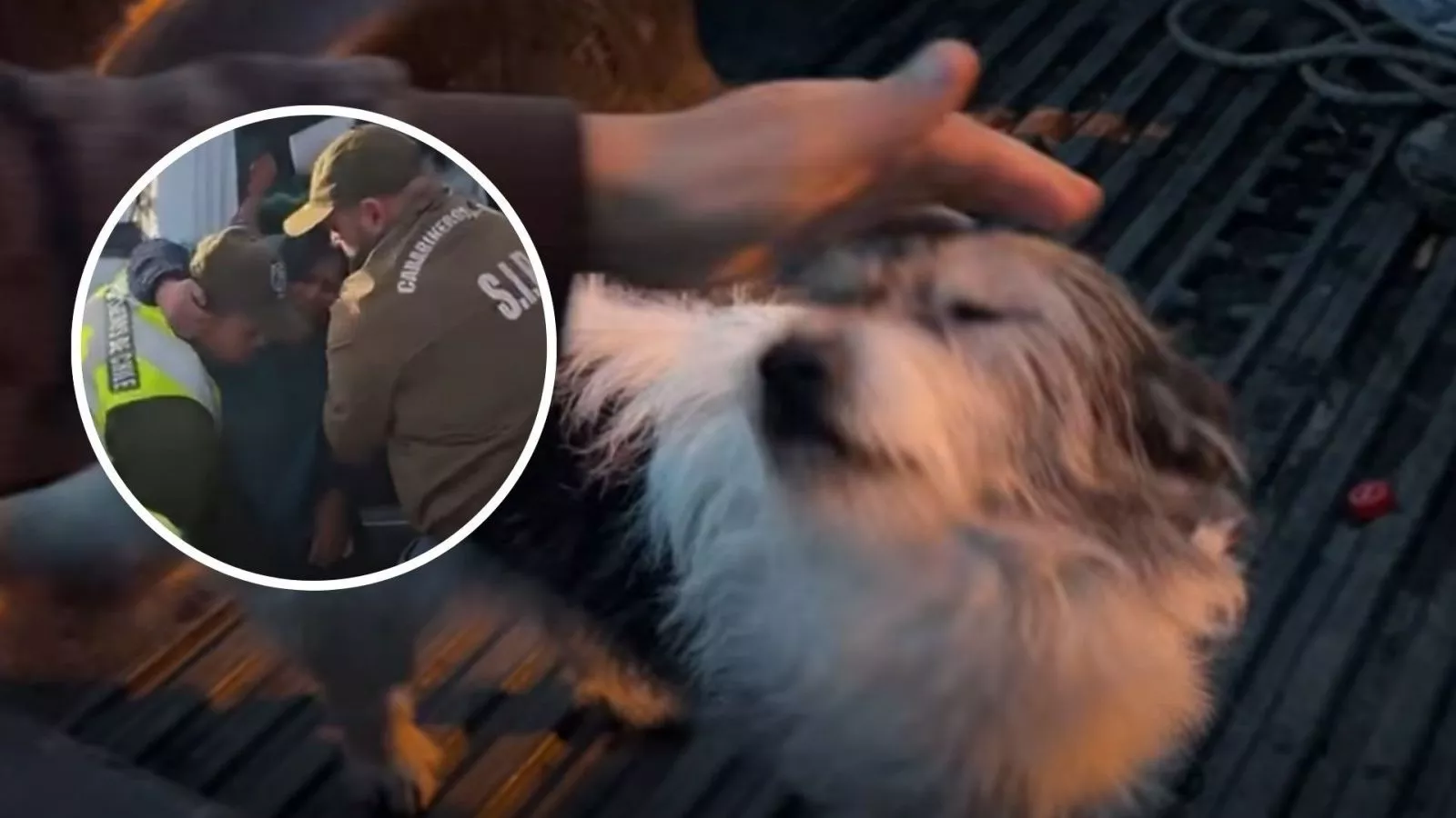 Su perro "Cheme" no la abandonó: cómo sobrevivió Doris Chiguay cinco días perdida en Quellón