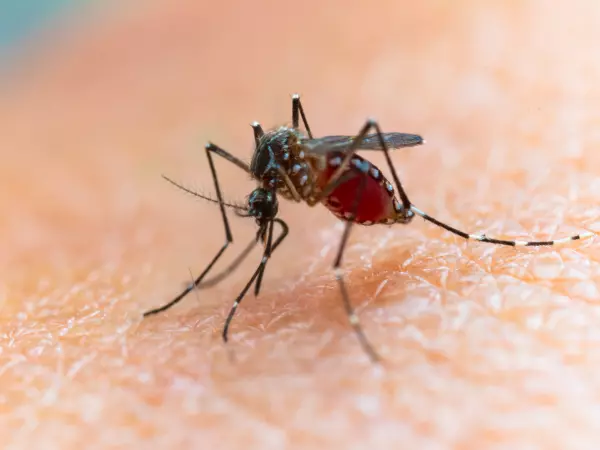 mosquito transmisor del dengue