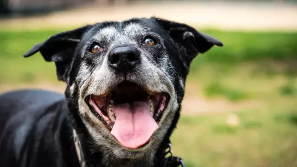 Buscan endurecer penas por maltrato animal: presentan “Ley Balto” en el Congreso El proyecto plantea aumentar sanciones e inhabilitar de por vida a quienes cometan maltrato o provoquen la muerte de animales.