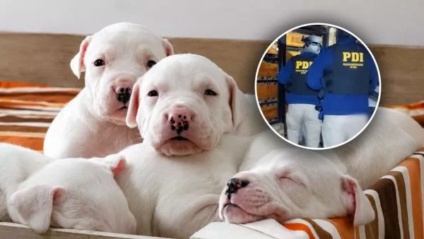 Sujeto realizaba procedimientos veterinarios ilegales en Huechuraba: mutilaba orejas y colas de cachorros El hombre, que operaba en el patio de una vivienda, fue detenido. Utilizaba fármacos controlados por la Ley de Drogas sin contar con título profesional.