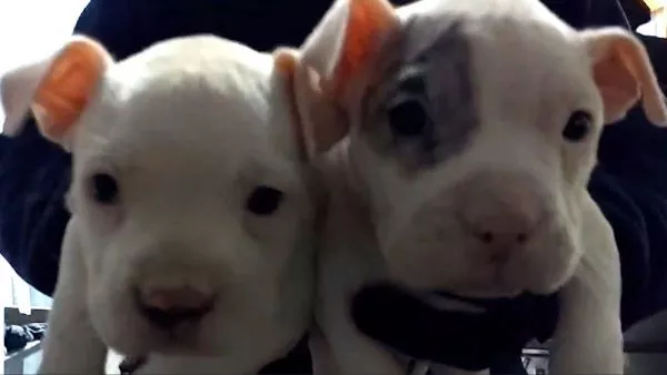 Cachorro tenía orejas cortadas: detienen a sujeto por mutilar perros en cirugías estéticas El hombre realizaba amputaciones de orejas y cola a perros con fines estéticos en un inmueble de Huechuraba. Durante el operativo fueron rescatados seis cachorros.