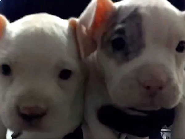 Cachorro perdió sus orejas: detienen a sujeto por mutilar perros en cirugías estéticas clandestinas