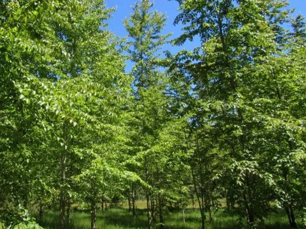 Bosque de ruil.