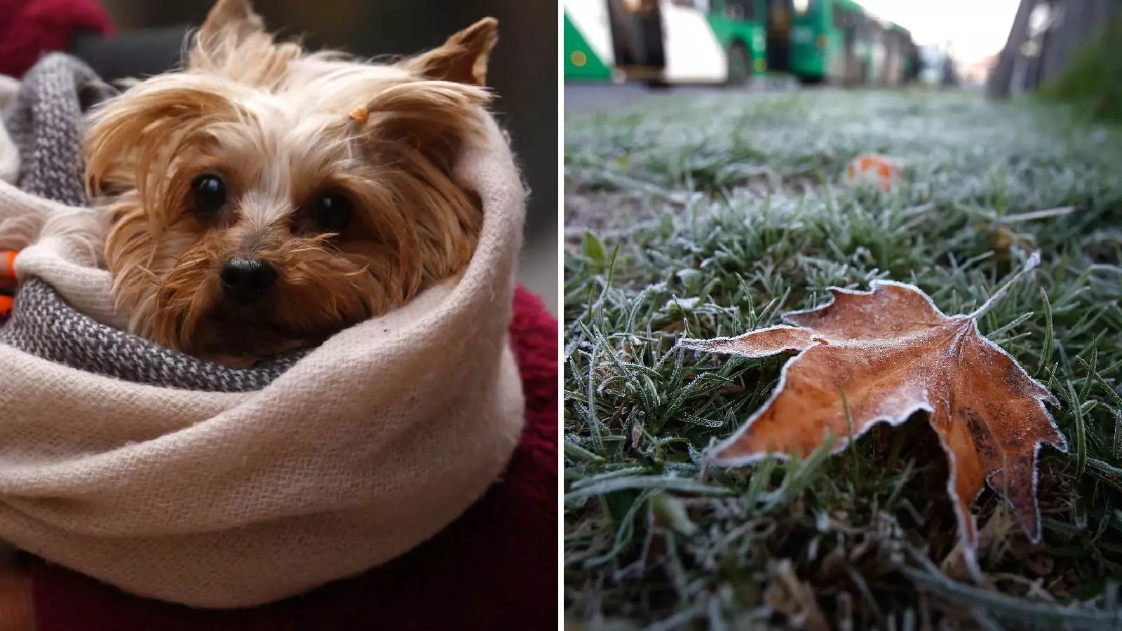 Perro abrigado y heladas matinales