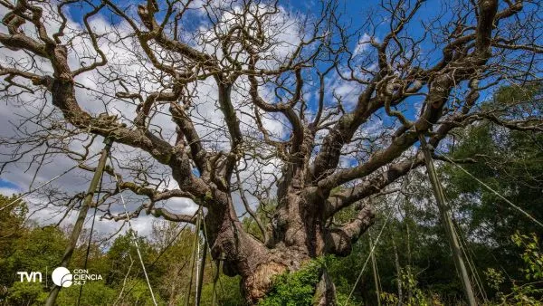 Muere el legendario árbol de Robin Hood.