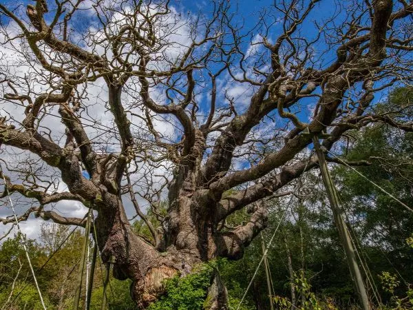 Muere el legendario árbol de Robin Hood.