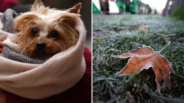Perro abrigado y heladas matinales