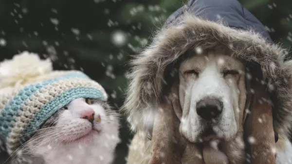 perro y gato