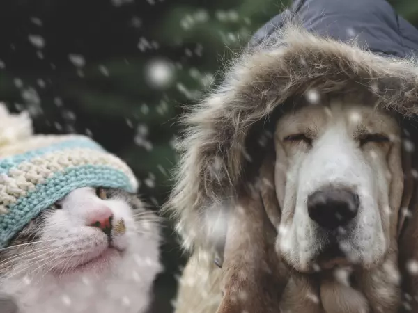 perro y gato