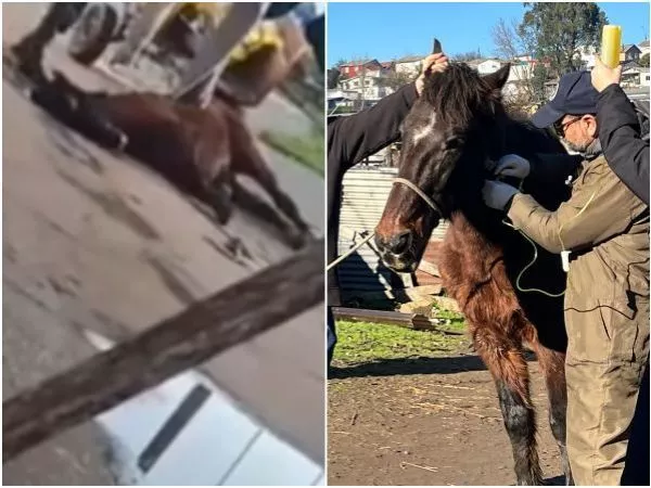 Indignación en Talcahuano: captan brutal agresión a caballo que se desplomó en la calle