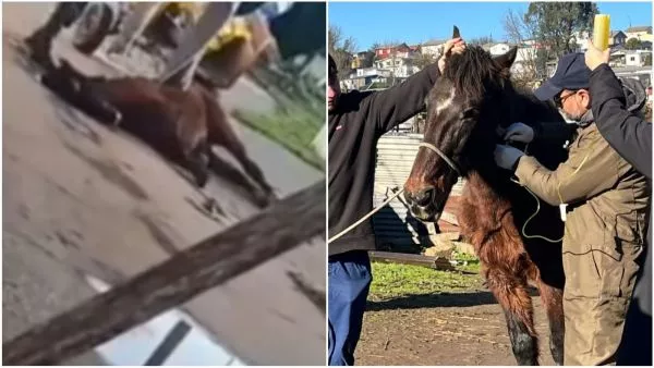 Indignación en Talcahuano: captan brutal agresión a caballo que se desplomó en la calle