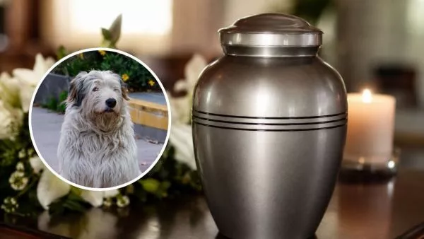 Delincuentes se llevaron cuerpos de perros: insólito robo a crematorio de mascotas en Lampa