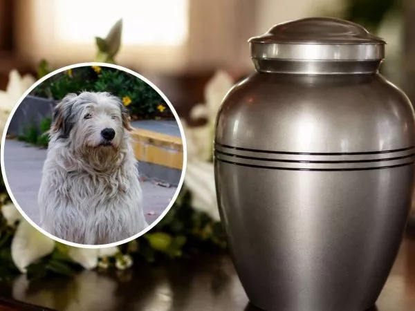 Delincuentes se llevaron cuerpos de perros: insólito robo a crematorio de mascotas en Lampa