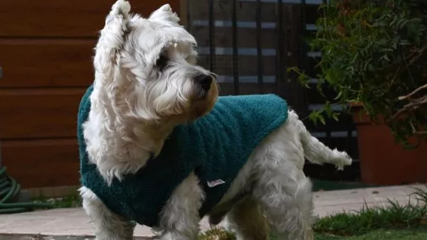Perro de mascota con abrigo en invierno
