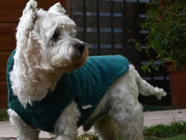 Perro de mascota con abrigo en invierno
