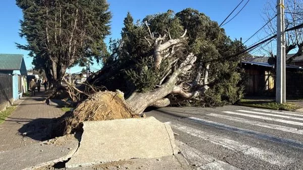 Enorme árbol cae en Pucón