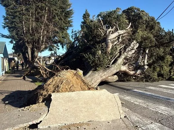Enorme árbol cae en Pucón