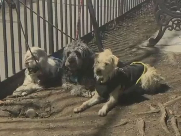 Carabineros encuentra tres perros dentro de auto abandonado en Santiago