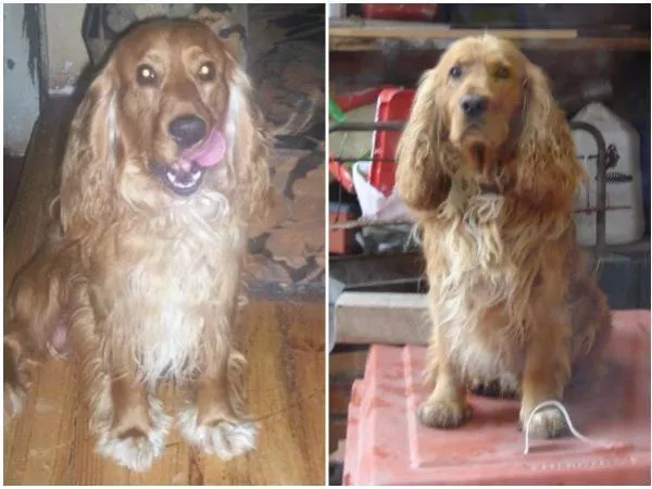 Joven que buscó 20 años a su perro encontró a familia que lo adoptó en Punta Arenas