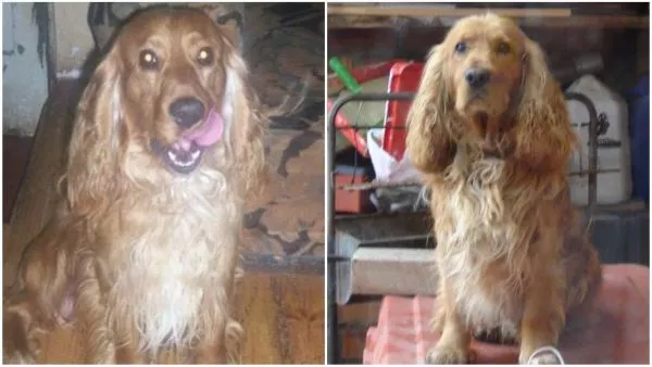 Joven que buscó 20 años a su perro encontró a familia que lo adoptó en Punta Arenas