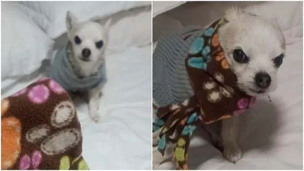 Perrita con bufanda