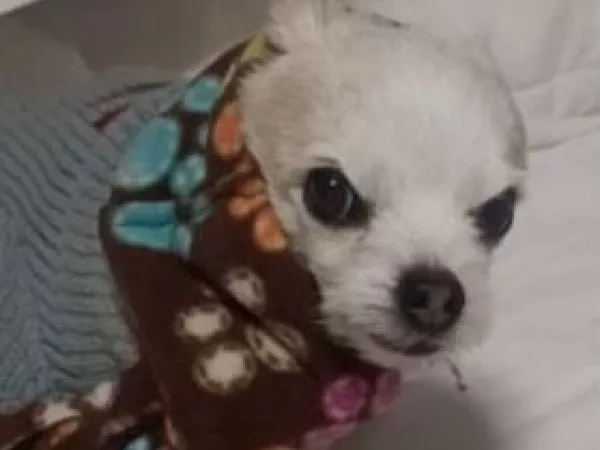 Perrita con bufanda