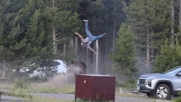 Bisonte ataca a persona mayor en Yellowstone