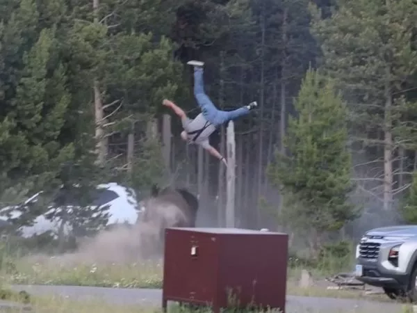 Bisonte ataca a persona mayor en Yellowstone