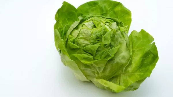 Taco Bell lechuga