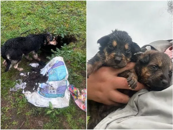 Madre intentó protegerlos en una cueva: emotivo rescate de perritos en medio del sistema frontal
