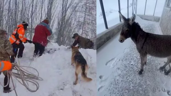 Burro atrapado camino a La Parva
