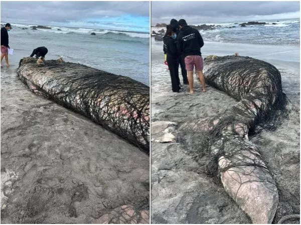 Mejillones denuncia hallazgo de ballena varada y enmallada en Balneario Hornitos