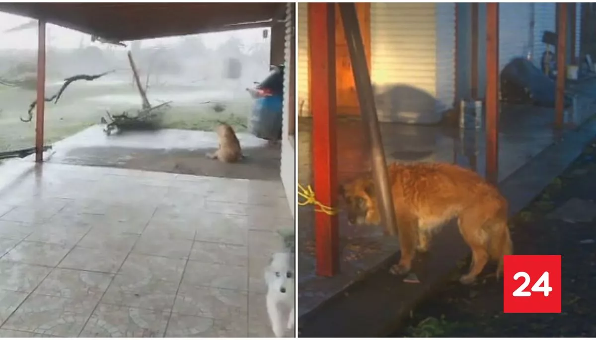 VIDEO: Perro de 16 años sobrevivió tras ser arrastrado 200 metros por tornado en Chillán Viejo